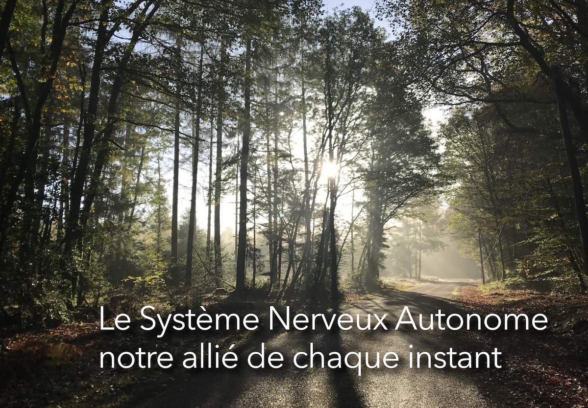 Le Système Nerveux Autonome